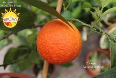 C. sinensis Vaniglia apireno4